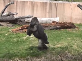 The Philadelphia Zoo's says its gorilla, Louis, is a clean freak and likes to walk on his two legs. (Philadephia Zoo/YouTube)