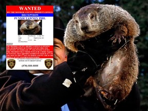 In this Feb. 2, 2017, file photo, Groundhog Club handler John Griffiths holds Punxsutawney Phil, the weather prognosticating groundhog, during the 131st celebration of Groundhog Day on Gobbler's Knob in Punxsutawney, Pa. alongside a wanted poster from the Monroe County Sheriff’s Office.