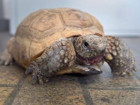 Gus, a 95-year-old gopher tortoise, his mouth stained from eating berries, is seen at the Nova Scotia Museum of Natural History in Halifax on Friday, March 16, 2018. Gus was born and raised in Florida, purchased for a nominal fee by a former museum director, and moved to Halifax in 1942. Believed to be the oldest gopher tortoise in the world, Gus is a big hit with visitors of all ages. THE CANADIAN PRESS/Andrew Vaughan