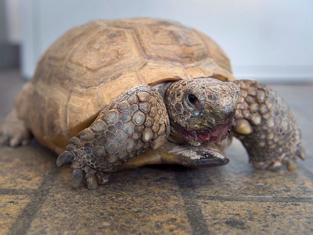 Meet 'gus,' The 95-year-old Gopher Tortoise That Calls A Halifax Museum 