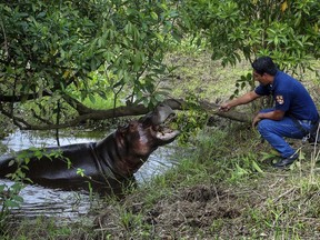 A local offers a hippopotamus which locals have named Tyson, a branch to snack on, in Las Chopas, Veracruz state, Mexico, Friday, March 9, 2018. Nobody knows where the animal came from, but hippos are not native to the country and authorities say they're worried about the hippopotamus, that is roaming loose in a swampy area of southern Mexico. (AP Photo/Armando Serrano)