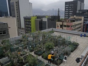 In this March 18, 2018, photo, farmers work at a rooftop vegetable garden of an industrial building in Hong Kong. High above downtown Hong Kong's bustling, traffic-clogged streets, a group of office workers toil away. They're working not on a corporate acquisition or a public share offering but on harvesting a bumper crop of lettuce atop one of the skyscrapers studding the city's skyline.