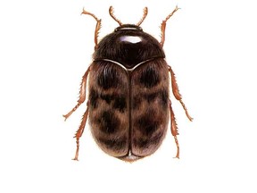 Khapra beetle.  (United States Department of Agriculture photo)