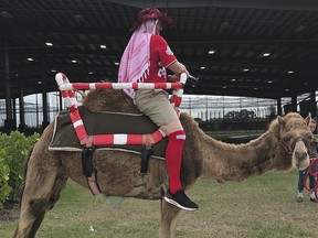 One of three camels that Washington Nationals manager Dave Martinez had brought to spring training stands on a sidewalk in West Palm Beach, Fla., Wednesday, Feb. 28, 2018. (Jorge Castillo/The Washington Post via AP)