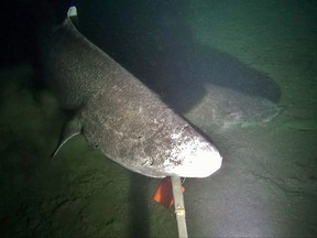 An image of a Greenland shark is shown in this handout photo provided by researchers from Marine Institute Scientists from Newfoundland have captured video of one of the marine world's largest and most elusive shark species.
