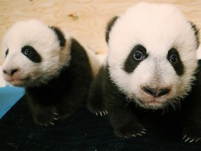 Baby giant pandas at the 100 day mark are pictured in this undated Toronto Zoo handout photo. Er Shun gave birth to these beautiful twin panda cubs on Tuesday, October 13, 2015. Born at only 187 grams and 115 grams, these tiny cubs have grown from tiny, pink, hairless cubs to strong, fuzzy pandas with distinctive black and white markings. Handout/Postmedia Network