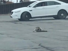 A Facebook user posted this video of upstate New York police running over a raccoon. (Bryanna Catucci/Facebook)