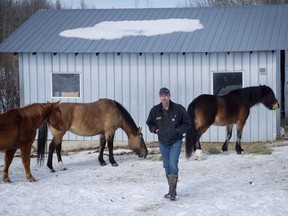 Farmer David Reid feeds his horses on his farm near Cremona, Alta., Thursday, March 1, 2018. Reid has seen a rise in rural crime in the area his family has been farming for over 100 years.