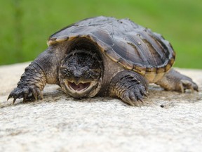 File photo of a snapping turtle. (Dan Logan/Getty Images)