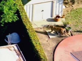 This Monday, March 26, 2018 aerial image made from video provided by KABC-7 shows a mountain lion darting from one residential house into another in in the eastern Los Angeles County community of Azusa, Calif. on Monday, March 26, 2018.