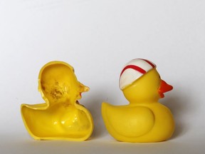 The March 27, 2018 photo shows the inside of a rubber duck after it was cut open for the photo in Nauen, Germany. Swiss researchers now say the cute, yellow bath-time friends harbor a dirty secret: Microbes swimming inside. The Swiss Federal Institute of Aquatic Science and Technology says researchers turned up "dense growths of bacteria and fungi" on the insides of toys like rubber ducks and crocodiles.