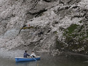 FILE - In this April 10, 2017, file photo, visitors rows a boat under cherry blossoms at Imperial Palace moat in Tokyo.