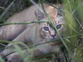 This July 19, 2016 file photo a feral cat lays in the reeds next to a body of water in Hart Park out of the direct sun, in Bakersfield, Calif. Western U.S. governors have compiled their first region-wide list of the worst invasive species. The Western Governors' Association on Thursday, March 15, 2018, released a compilation of 50 pests, ranging from weeds and wild boars to insects and amphibians. Others may be surprises, including feral cats.