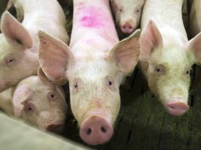 Pigs are seen in this file photo from April 2009. (Ryan Remiorz/THE CANADIAN PRESS)