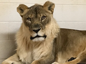 This photo provided by the Oklahoma City Zoo taken Nov. 23, 2017 show Bridget, a lioness that has grown a mane.