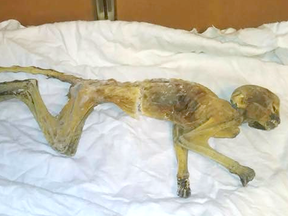 A mummified monkey was recently discovered in an old department store in Minnesota. (Facebook/Old Minneapolis)