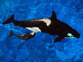 Killer whale Katina swims with her newborn baby at SeaWorld Orlando in 2010.