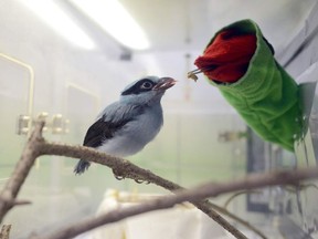 A zookeeper uses a puppet to feed a new-born Javan green magpie on April 17, 2018 during its official presentation at a zoo in Prague.