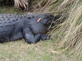 The Fripp Island Resort Activity Center posted images of an alligator that it claims was harassed by visitors who threw carrots at him. (Fripp Island Resort Activity Center)