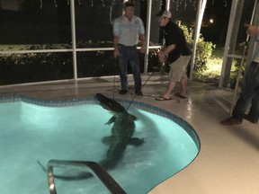 In this photo provided by Sarasota County Sheriff's Office, authorities remove an alligator from a pool in Sarasota, Fla. Authorities received a call about the alligator Friday, March 30, 2018. (Sarasota County Sheriff's Office via AP)