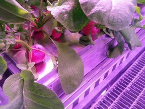 The undated photo provided by the German aerospace center (DLR) shows radish before being harvested in the EDEN-ISS greenhouse at the Neumeyer-Station III on Antarctica.