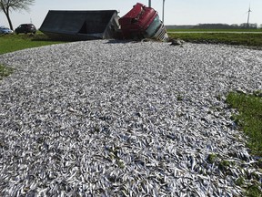 Fish lay strewn across the roadside after a truck carrying tons of fish crashed  near Liepen, northeastern Germany, Friday, April 20, 2018.