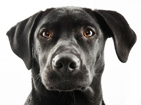 File photo of a black Labrador retriever. (Getty Images)