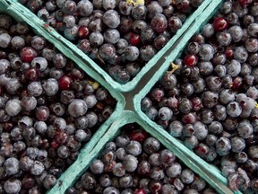 Cartons of wild blueberries are for sale at a roadside stand in Woolwich, Maine on July 27, 2012.