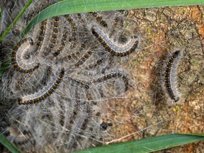 Oak processionary moth caterpillars are pictured in this file photo. (Getty Images)