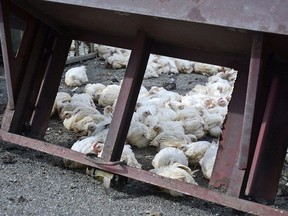 In this Monday, April 23, 2018 photo, dead and injured chickens are seen through the open bed of a trailer, part of a semi-tractor that went off the road and crashed in Washington Township, Ohio.