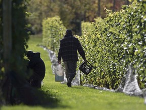 Workers pick grapes at the Luckett Vineyards in Wallbrook, N.S. on Thursday, Oct. 19, 2017. Canadian fruit growers fear that U.S. produce destined for China may be diverted closer to home and flood their market following the imposition of new tariffs. THE CANADIAN PRESS/Andrew Vaughan
