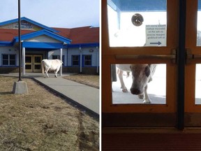 A cow is shown at Cape St. Francis Elementary in Pouch Cove, N.L., on Wednesday, April 25, 2018.