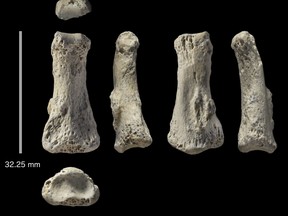 This photo provided by Michael Petraglia shows six different views of a Homo sapiens fossil finger bone from the Al Wusta archaeological site in Saudi Arabia. (Ian Cartwright/Michael Petraglia via AP)