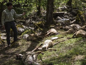 Dead sheep lie in a forest in Bad Wildbad, Germany, Monday, April 30, 2018.
