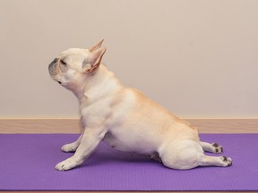 File photo of a dog on a yoga mat. (Getty Images)