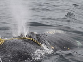A North Atlantic right whale tangled in fishing rope is shown in a handout photo. THE CANADIAN PRESS/HO-Center for Coastal Studies