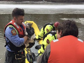 Members of the Winnipeg fire and paramedic water rescue program rescue a cat from an ice floe on the Assiniboine River in Winnipeg, in this undated handout photo.
