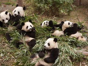 This image released by Warner Bros. Pictures shows giant pandas in a scene from the IMAX documentary "Pandas." The film, from David Douglas and Drew Fellman, takes audiences to the Chengdu Research Base For Giant Panda Breeding in China where scientists are working toward a goal of releasing captive-born pandas into the wild, where only about 2000 remaining pandas live.