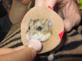 A dwarf hamster named "Mr. Nibbles" receives a treat after waking up from surgery at the New Perth Animal Hospital in New Perth, P.E.I. in this undated handout photo.