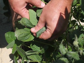 In this Tuesday, July 11, 2017, photo, East Arkansas farmer Reed Storey shows the damage to one of his soybean plants in Marvell, Ark. Canada's soybean producers say China's expanded list of tariffs applied on U.S. products will cause global disruptions and uncertainty. THE CANADIAN PRESS/AP-Andrew DeMillo