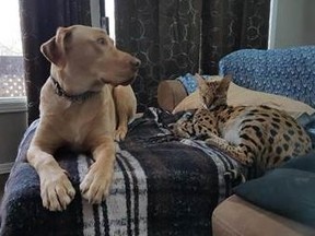 An African serval cat, right, is pictured in tweeted by the Ontario Provincial Police. (OPP)