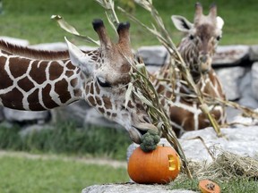 A giraffe munches on a pumpkin broccoli filled pumpkin at the Detroit Zoo, Wednesday, Oct. 12, 2016, in Royal Oak, Mich.