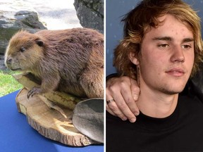 Justin Beaver, a full-sized, stuffed beaver, used in parks across the Fraser Valley Regional District, is shown in a handout photo alongside pop star Justin Bieber.