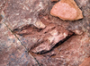 Dilophosaurus footprint (Wikimedia)