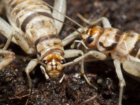 "Because of the number of crickets, people couldn't work," says Montreal police Inspector Caroline Cournoyer.