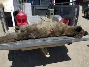This undated photo provided by the Montana Fish, Wildlife and Parks on Friday, May 25, 2018, shows a wolf-like animal that was shot on May 16, 2018, after it was spotted in a private pasture with livestock near Denton, Mont. It was originally thought to be a wolf, but doubts arose since the front paw appeared too short, the front claws too long, the canine teeth too short, and ears too tall in proportion to the skull. (Montana Fish, Wildlife and Parks via AP)