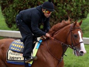 Kentucky Derby winner Justify goes over the track during a training session for the upcoming Preakness Stakes at Pimlico Race Course on May 17, 2018 in Baltimore, Maryland. (Rob Carr/Getty Images)