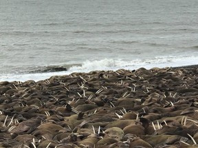 In this April 7, 2018 photo provided by John Christensen Jr., Pacific walruses rest on a beach a few miles outside Port Heiden, Alaska.