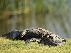 An alligator on the 18th green during the final round of the Zurich Classic at TPC Louisiana on April 29, 2018 in Avondale, La. (Chris Graythen/Getty Images)