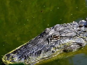 Closeup of an American Alligator.